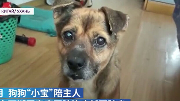 СМИ: в Ухане пес более трех месяцев прождал хозяина, умершего от COVID-19