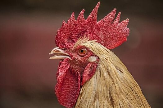Куриный налет: на «Дальневосточной птице» не поделили сотни миллионов