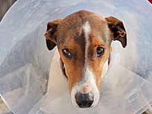 Названы основные симптомы аллергии у собак