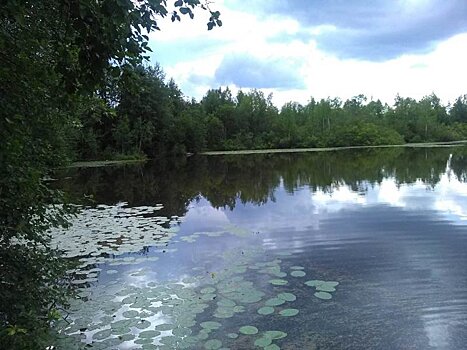 В Минприроды республики выяснили, почему в одном из карельских озер массово гибнет рыба