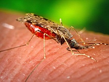 Вирусолог предупредил об опасных комарах с тигровой окраской: главный симптом чикунгуньи