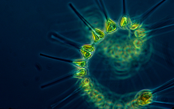 Математическая модель объяснила парадокс планктона