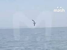 Самые быстрые акулы в мире стали прыгать у берегов России