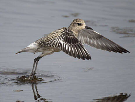 Редкая птица Тулес замечена в Воскресенском районе
