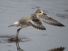 Редкая птица Тулес замечена в Воскресенском районе