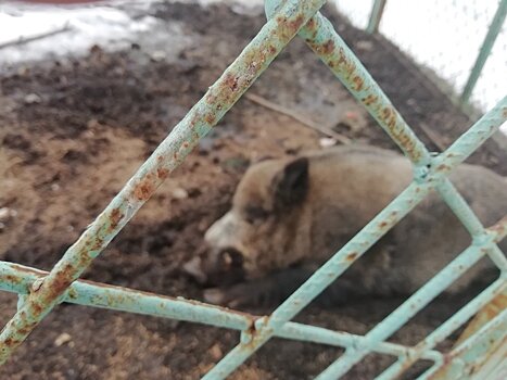 В Челябинской области предпринимателя наказали за дикого зверя