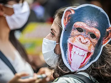 ВОЗ сообщила о более 900 случаях оспы обезьян в мире в ноябре