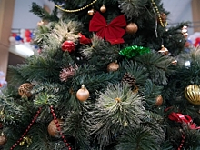 Чем опасны живая и искусственная ели для аллергиков, рассказали волгоградцам