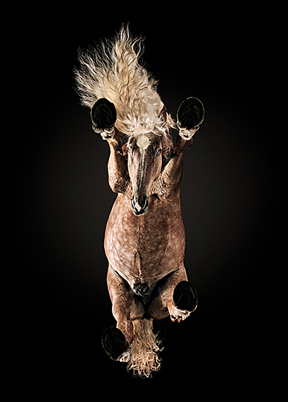 На снимке — необычная лошадь породы литовская тяжелая, сфотографированная снизу. Он был сделан летом 2017 года в Литве. Фотограф вырыл трехметровую яму в земле и положил в нее большую деревянную коробку. Лошадь стояла на закаленном стекле толщиной 30 мм. Грива этого животного была записана в «Литовской Книге рекордов» как самая длинная в стране