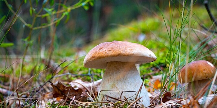 Килограммовый белый гриб нашла в лесу женщина в Башкирии