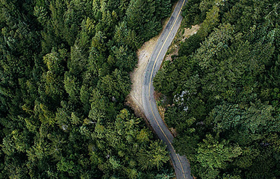 Ученые оценили влияние разделения лесов дорогами на вымирание животных