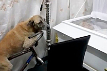 Прощание преданного пса с умершим хозяином попало на видео