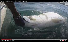 Видео: акула выхватила большой улов прямо из рук рыбака