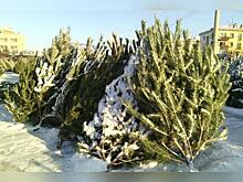 Места на ёлочных базарах в Чите продавали на городском аукционе