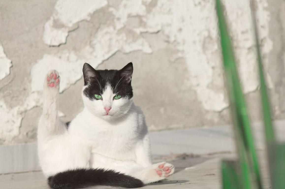 Как понять, левша или правша ваше домашнее животное