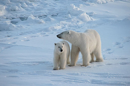 Оценена вероятность вымирания белых медведей в России