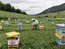 Алтайским пчеловодам доначислили налоги за три года