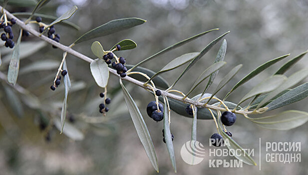 Польза с красотой: как на Крымском полуострове будут растить оливки  