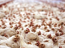 Роскачество нашло в курином фарше сальмонеллы и листерии