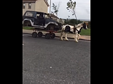 Так себе прогресс: карета XXI века рассмешила соцсети – видео