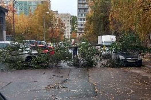 В Петербурге дерево рухнуло на две машины