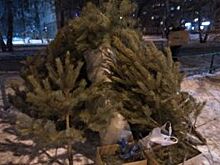 В Челябинске больше не будут продавать ёлки на перекрёстках
