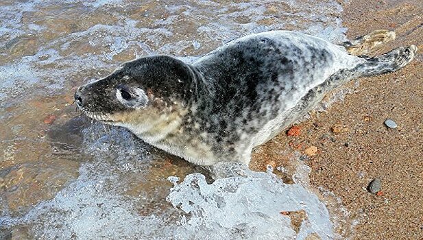 В калининградском зоопарке выпустили в море спасенного весной тюленя