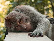 Макака-убийцу поймали через три дня после фатального нападения на пожилого мужчину