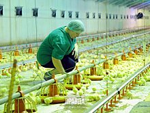 Крупнейшие нижегородские птицефабрики оказались под угрозой банкротства: ждать ли повышения цен на яйца