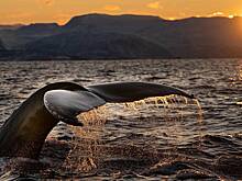 Шторм выбросил на берег краснокнижного кита в Макаровском районе