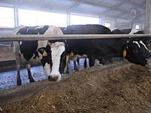 В Челябинской области коров хотят отправлять на штрафстоянку