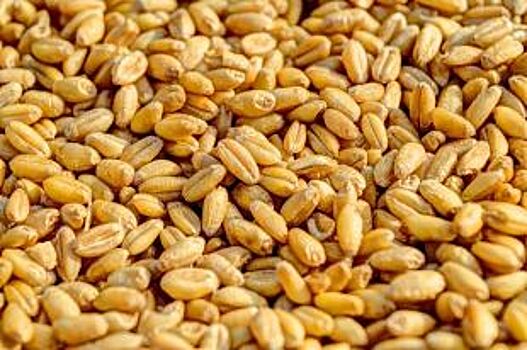 Комбайнёр из Гусева пытался похитить с работы 7 тонн пшеницы