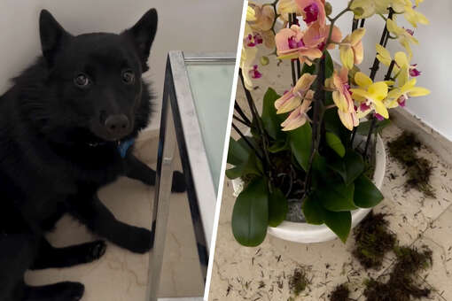 Актер Максим Галкин пожаловался на собаку, которая испортила цветы Пугачевой