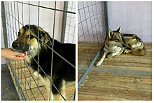 В Приамурье недовольны работой общественных инспекторов, которые нарушают правила при проверке приютов для животных