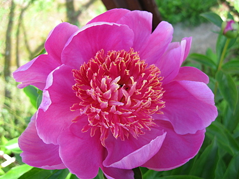 Находка для садовода - пион 'Неон': временная засуха ему не страшна, куст не развалится даже после ливня, укрывать не нужно!