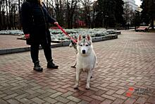 Ветеринары рекомендовали гулять с собакой два-три часа в день во избежание ожирения