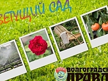 Стало известно, кто выберет победителей фотоконкурса «Цветущий сад»