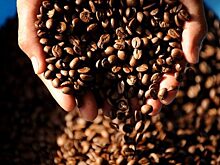 Вьетнамский кофе продолжает дешеветь