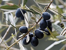 Капуста и оливки помогают оттоку желчи