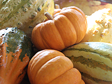 Подмосковный агроном вырастил гигантскую тыкву весом в 900 килограммов