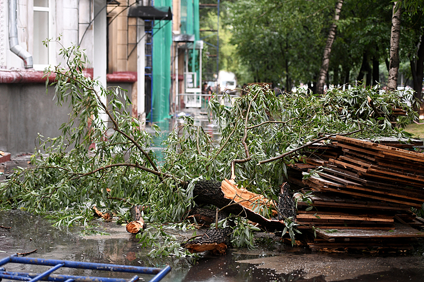 Поваленное во время дождя дерево на одной из улиц.