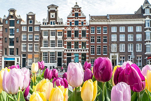 Национальная ассоциация цветоводов: весной россияне останутся без голландских тюльпанов