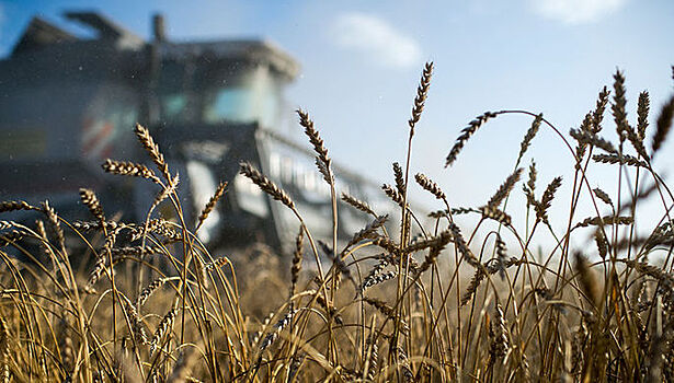 Стоимость российской пшеницы побила 6-летний рекорд