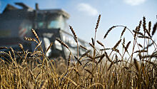 Стоимость российской пшеницы побила 6-летний рекорд