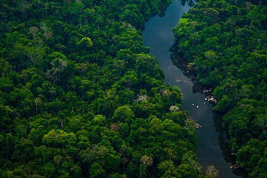 Леса Амазонки за год сократились на территорию Израиля