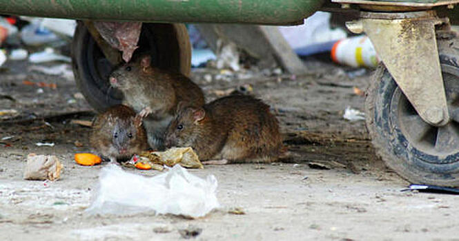 Смоленские крысы оцепили детский сад и школу