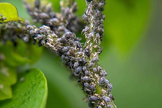 Нашествие черной тли в Подмосковье объяснили