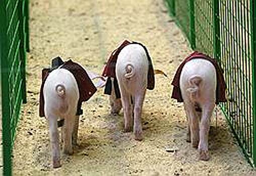 Свинокомплекс произвел долги