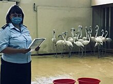 Казанский зооботсад пополнился фламинго
