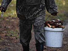 Россиянам назвали лучшие места для сбора грибов